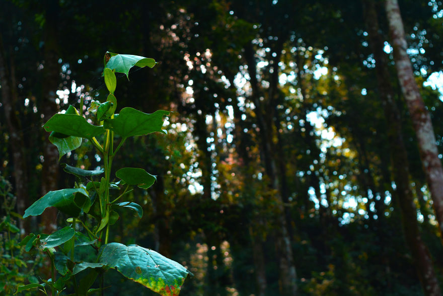 Nature Photography From Darjeeling, West Bengal, And India (24 Pics) Nature Photography From Darjeeling, West Bengal, And India (24 Pics)