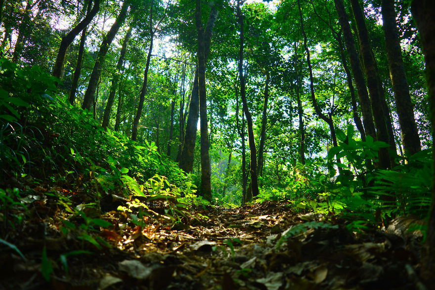 Nature Photography From Darjeeling, West Bengal, And India (24 Pics) Nature Photography From Darjeeling, West Bengal, And India (24 Pics)