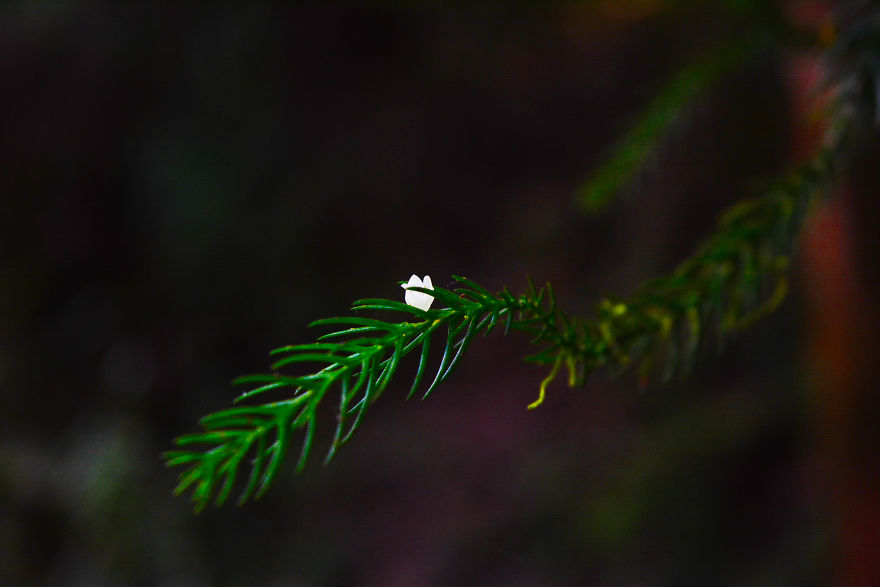 Nature Photography From Darjeeling, West Bengal, And India (24 Pics) Nature Photography From Darjeeling, West Bengal, And India (24 Pics)