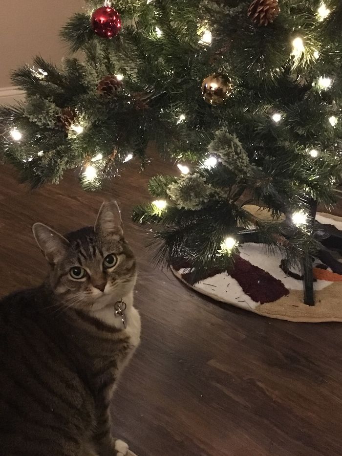 &#8220;How To Wrap A Present When You Have A Cat&#8221; (8 Pics)