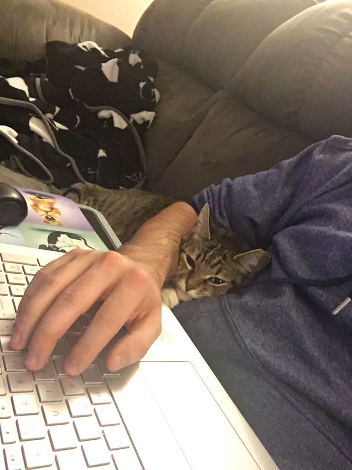 &#8220;How To Wrap A Present When You Have A Cat&#8221; (8 Pics)