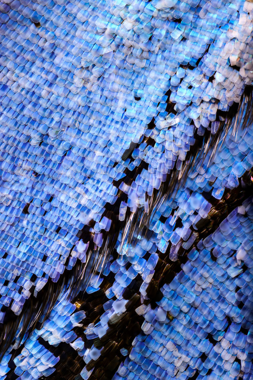 I Combine Thousands Of Photos To Create One Image Of A Butterfly Wing I Combine Thousands Of Photos To Create One Image Of A Butterfly Wing