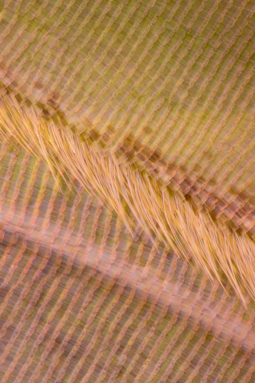 I Combine Thousands Of Photos To Create One Image Of A Butterfly Wing I Combine Thousands Of Photos To Create One Image Of A Butterfly Wing