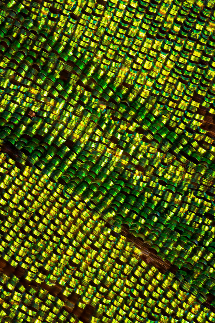 I Combine Thousands Of Photos To Create One Image Of A Butterfly Wing I Combine Thousands Of Photos To Create One Image Of A Butterfly Wing