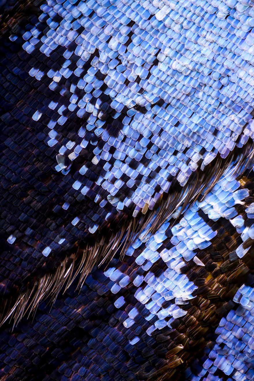 I Combine Thousands Of Photos To Create One Image Of A Butterfly Wing I Combine Thousands Of Photos To Create One Image Of A Butterfly Wing