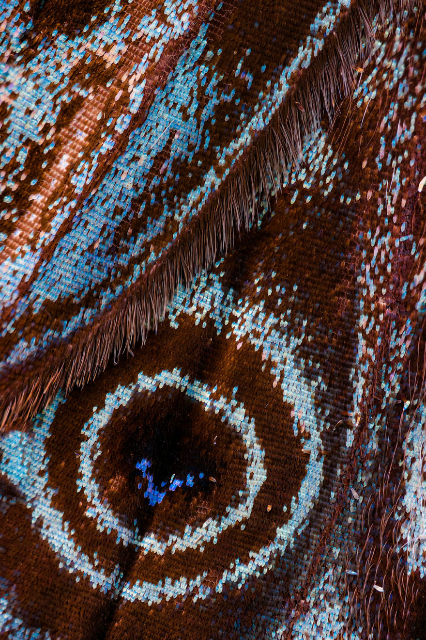 I Combine Thousands Of Photos To Create One Image Of A Butterfly Wing I Combine Thousands Of Photos To Create One Image Of A Butterfly Wing