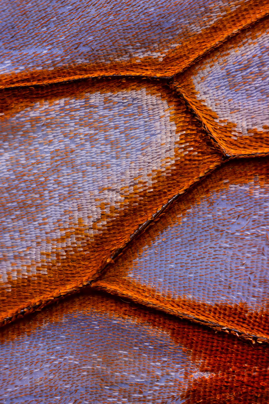 I Combine Thousands Of Photos To Create One Image Of A Butterfly Wing I Combine Thousands Of Photos To Create One Image Of A Butterfly Wing