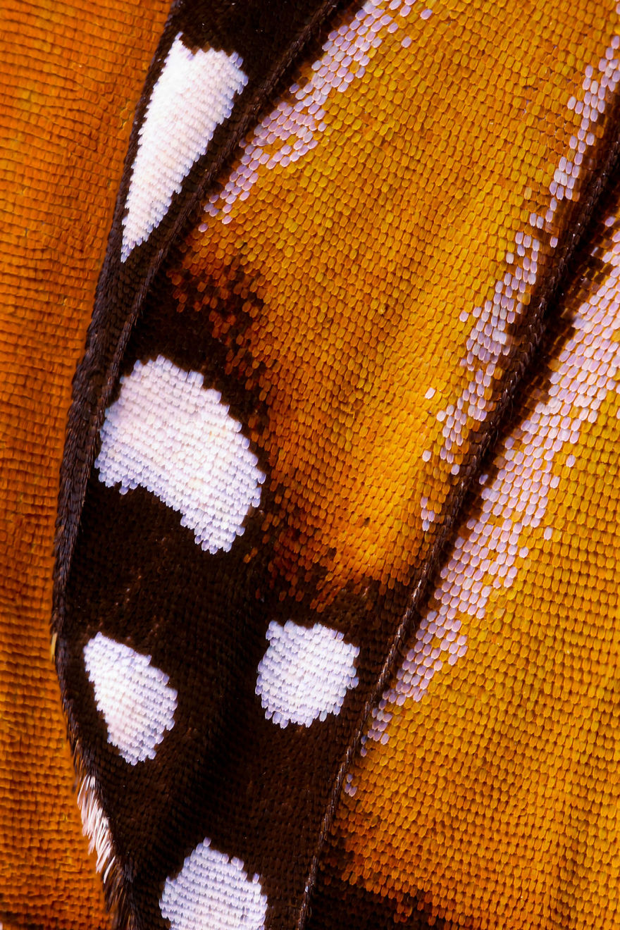 I Combine Thousands Of Photos To Create One Image Of A Butterfly Wing I Combine Thousands Of Photos To Create One Image Of A Butterfly Wing