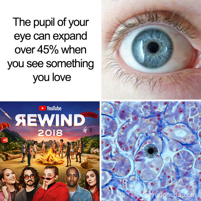 &#8216;YouTube Rewind 2018&#8217; Becomes The Most Disliked Video On Youtube, And Here Are 50 Best Reactions