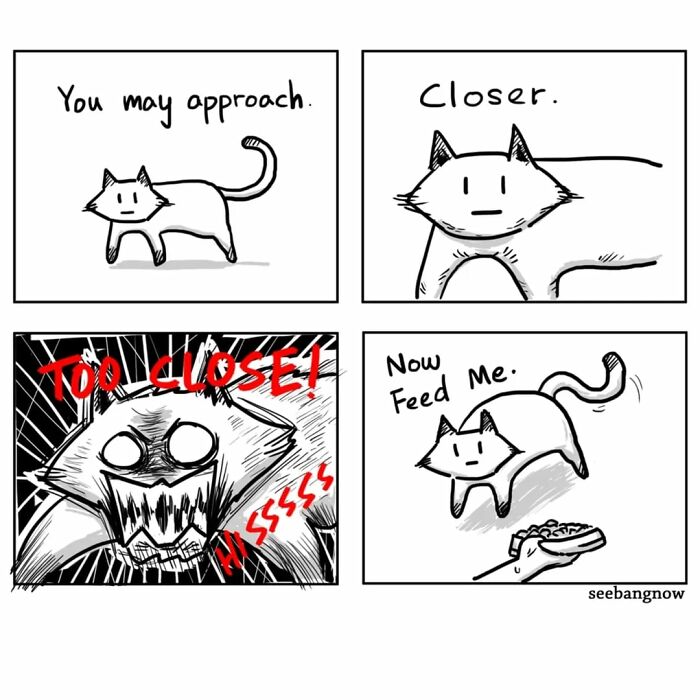 29 Comics By Xibang Starring A Cat Who Is Honest, Dramatic, And Absolutely Unbothered
