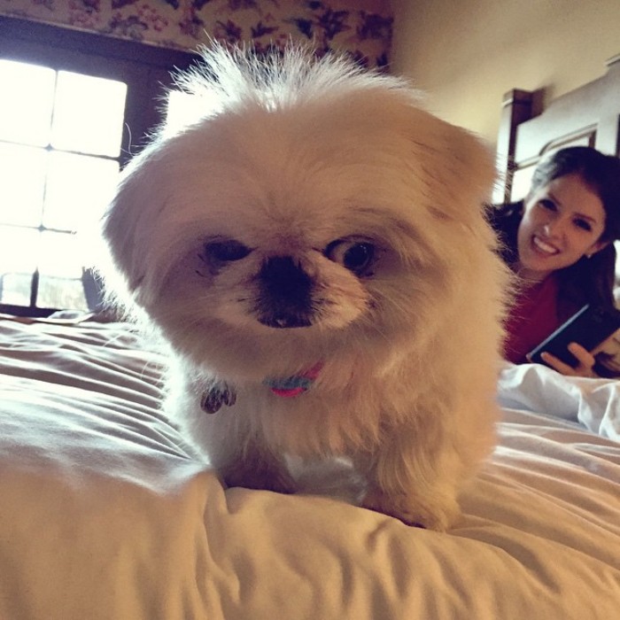 25 Times Anna Kendrick Proved She&#8217;s A Real-Life Disney Princess