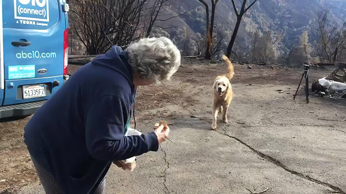 This Dog Who Survived A California Wildfire And Guarded His Home For A Month Gets Heartwarming Reunion This Dog Who Survived A California Wildfire And Guarded His Home For A Month Gets Heartwarming Reunion