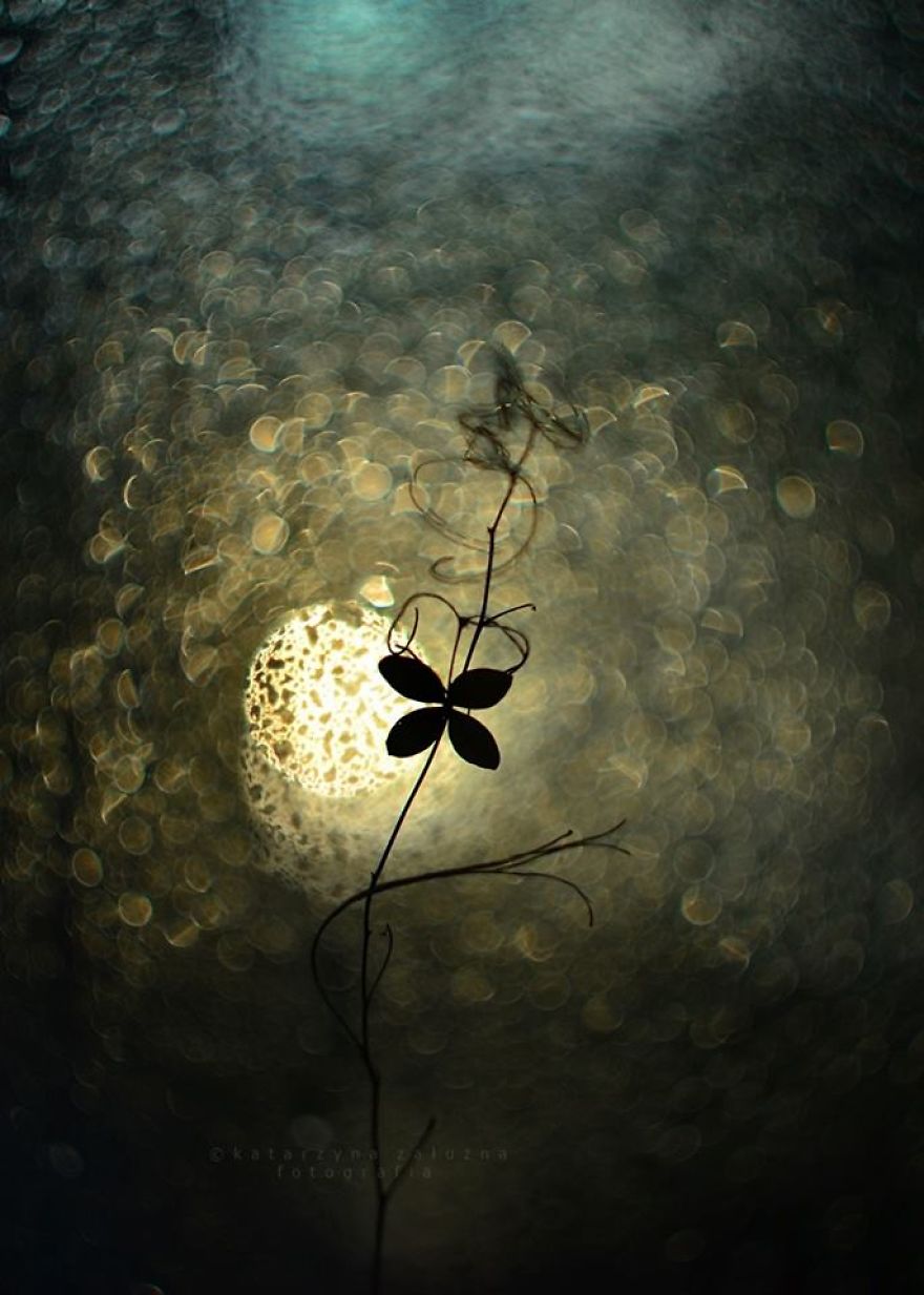 I Use A Bokeh Effect To Show How Fragile And Stunning Nature Is I Use A Bokeh Effect To Show How Fragile And Stunning Nature Is