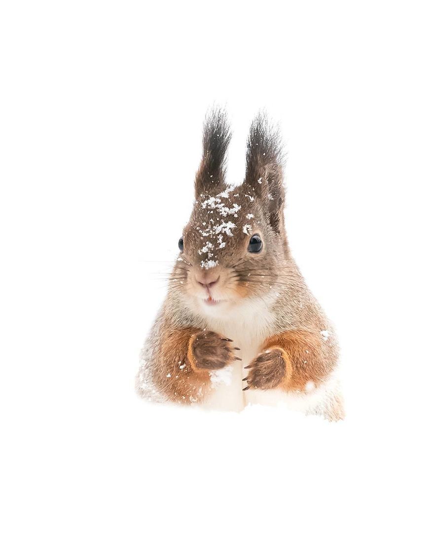 Finnish Photographer Proves Fairy Forests Are Real In Finland (41 Pics) Finnish Photographer Proves Fairy Forests Are Real In Finland (41 Pics)