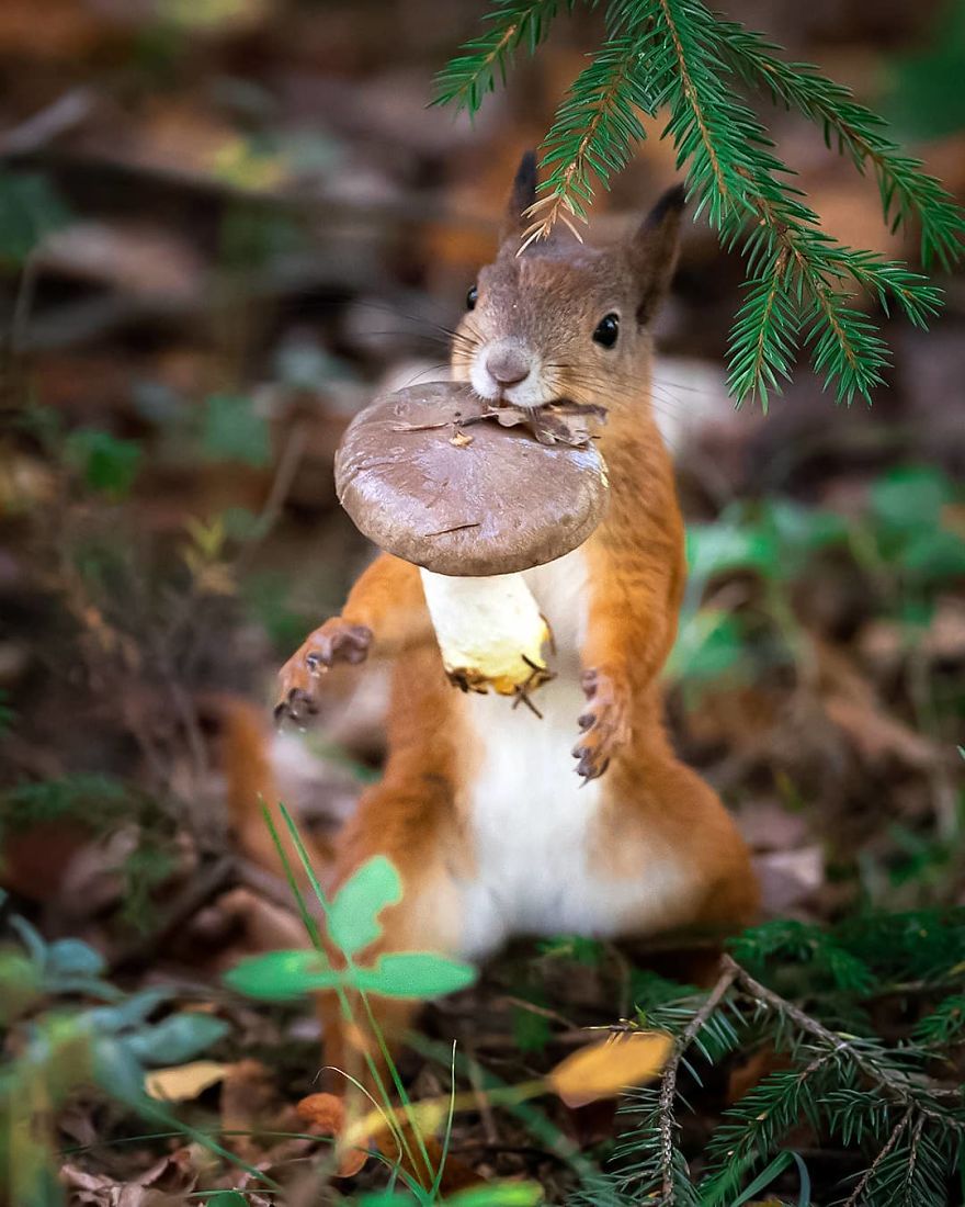 Finnish Photographer Proves Fairy Forests Are Real In Finland (41 Pics) Finnish Photographer Proves Fairy Forests Are Real In Finland (41 Pics)