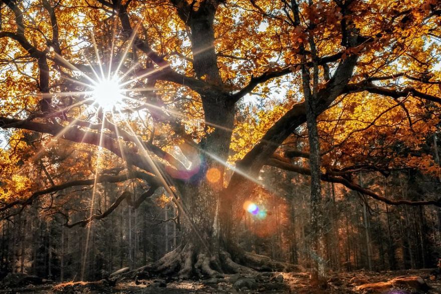 Finnish Photographer Proves Fairy Forests Are Real In Finland (41 Pics) Finnish Photographer Proves Fairy Forests Are Real In Finland (41 Pics)