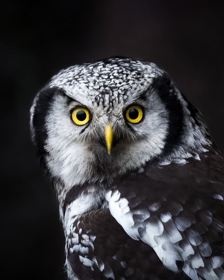 Finnish Photographer Proves Fairy Forests Are Real In Finland (41 Pics) Finnish Photographer Proves Fairy Forests Are Real In Finland (41 Pics)