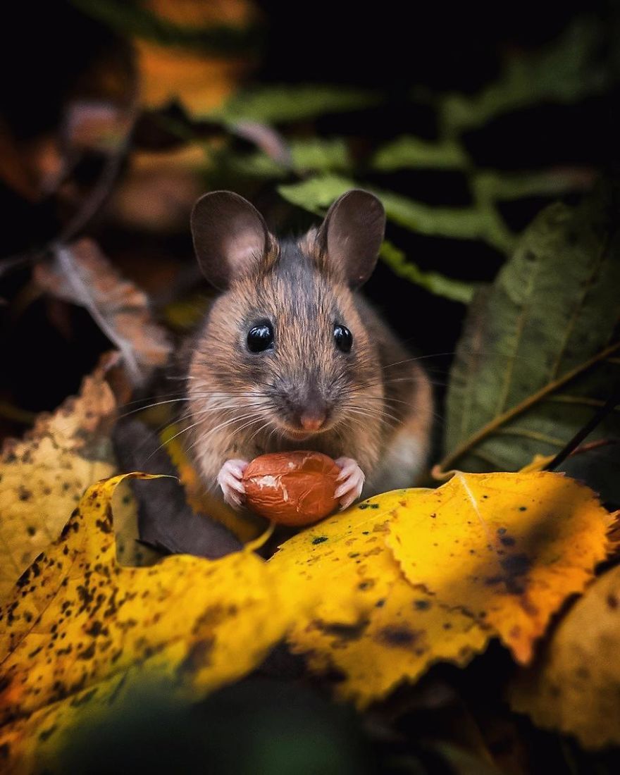 Finnish Photographer Proves Fairy Forests Are Real In Finland (41 Pics) Finnish Photographer Proves Fairy Forests Are Real In Finland (41 Pics)