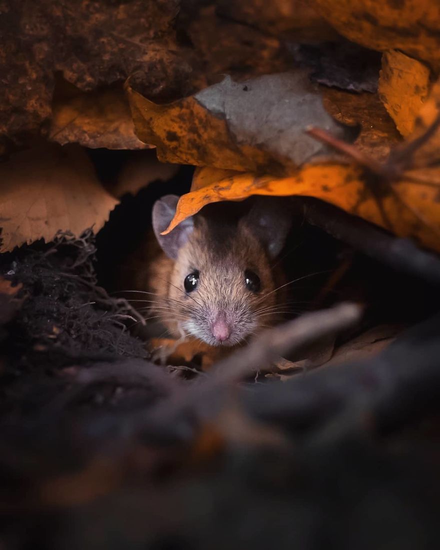 Finnish Photographer Proves Fairy Forests Are Real In Finland (41 Pics) Finnish Photographer Proves Fairy Forests Are Real In Finland (41 Pics)