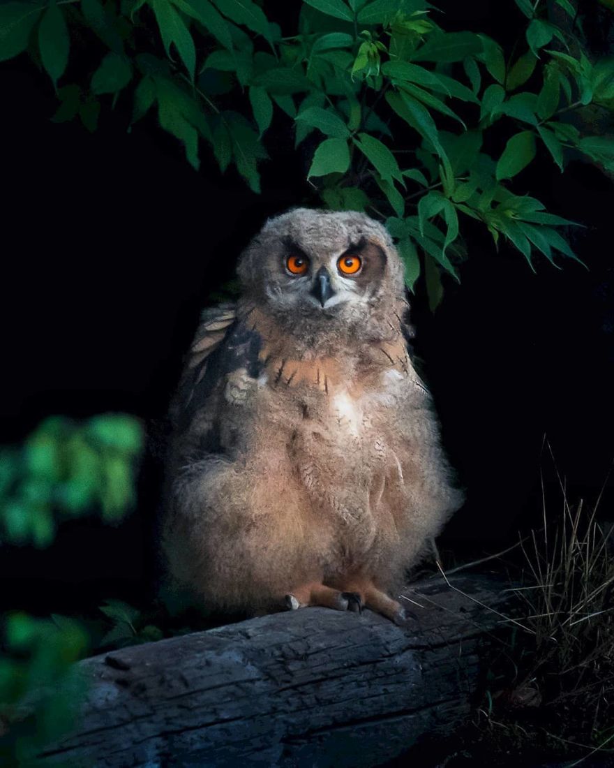 Finnish Photographer Proves Fairy Forests Are Real In Finland (41 Pics) Finnish Photographer Proves Fairy Forests Are Real In Finland (41 Pics)