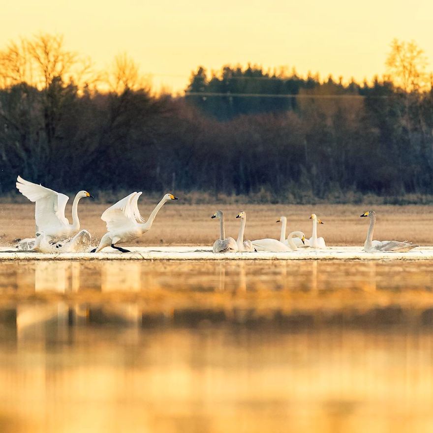 Finnish Photographer Proves Fairy Forests Are Real In Finland (41 Pics) Finnish Photographer Proves Fairy Forests Are Real In Finland (41 Pics)