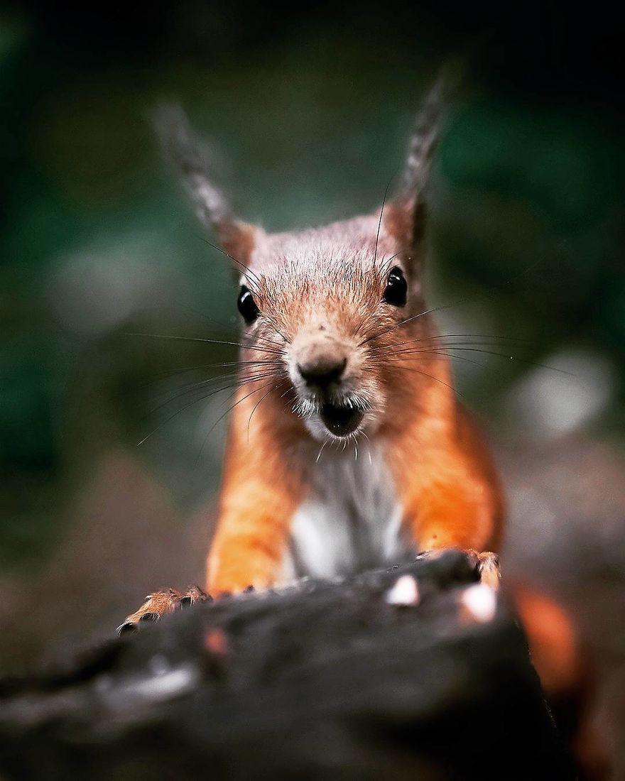 Finnish Photographer Proves Fairy Forests Are Real In Finland (41 Pics) Finnish Photographer Proves Fairy Forests Are Real In Finland (41 Pics)