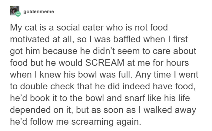 13 Times Cats Hilariously Surprised Their Owners With How Weird They Are