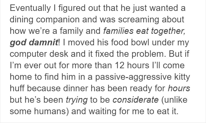 13 Times Cats Hilariously Surprised Their Owners With How Weird They Are