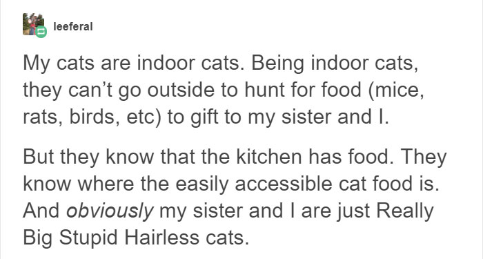 13 Times Cats Hilariously Surprised Their Owners With How Weird They Are