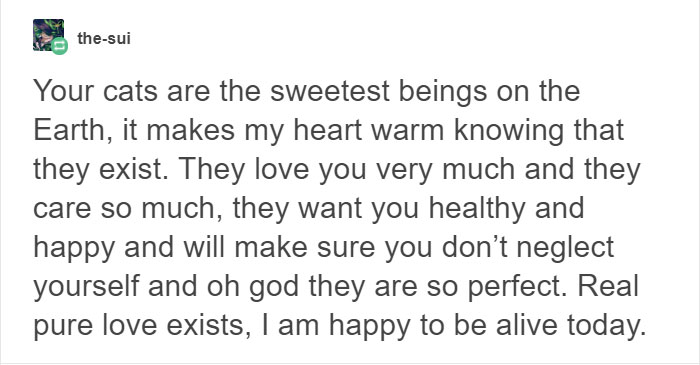 13 Times Cats Hilariously Surprised Their Owners With How Weird They Are