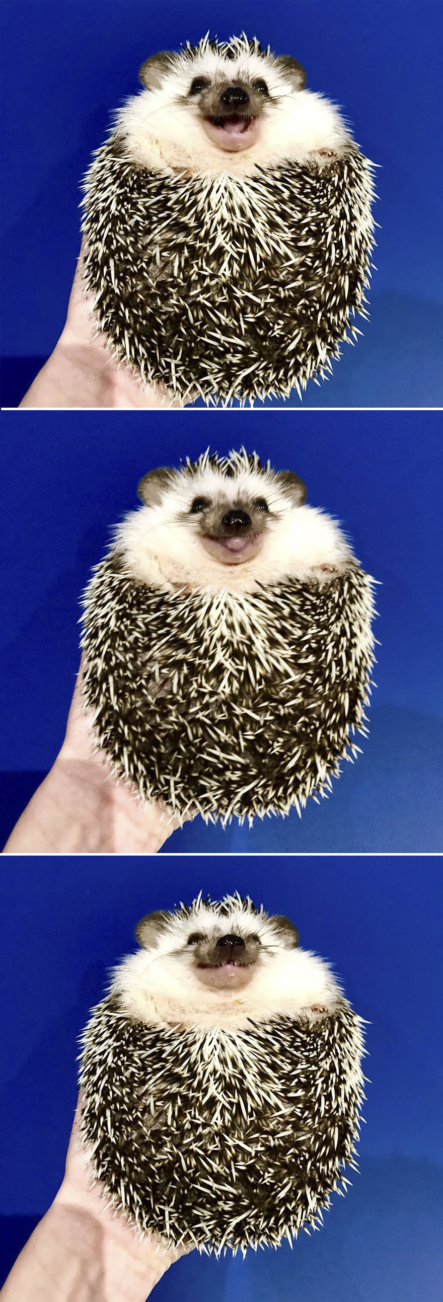 When We Picked Up Our Hedgehog We Thought He Hated Us, But Now He Won’t Stop Smiling When We Picked Up Our Hedgehog We Thought He Hated Us, But Now He Won’t Stop Smiling
