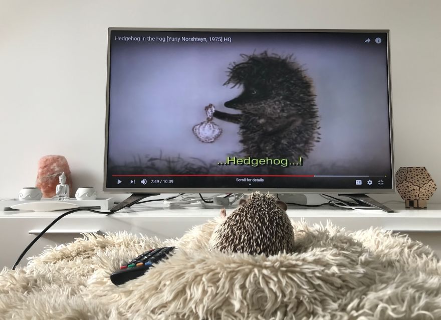 When We Picked Up Our Hedgehog We Thought He Hated Us, But Now He Won’t Stop Smiling When We Picked Up Our Hedgehog We Thought He Hated Us, But Now He Won’t Stop Smiling