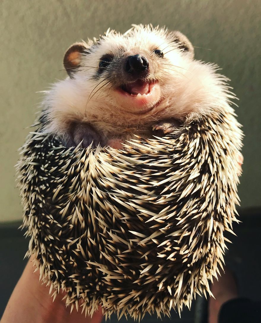 When We Picked Up Our Hedgehog We Thought He Hated Us, But Now He Won’t Stop Smiling When We Picked Up Our Hedgehog We Thought He Hated Us, But Now He Won’t Stop Smiling