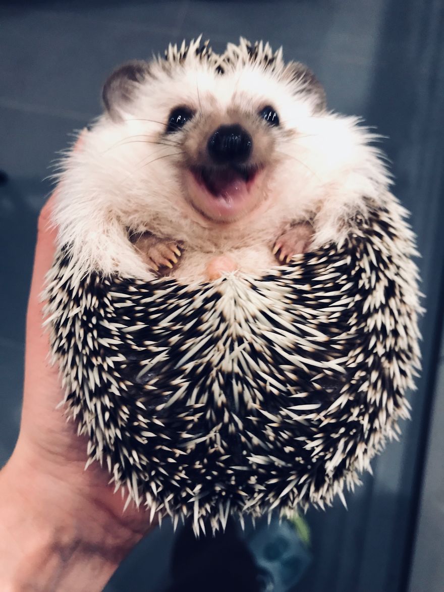 When We Picked Up Our Hedgehog We Thought He Hated Us, But Now He Won’t Stop Smiling When We Picked Up Our Hedgehog We Thought He Hated Us, But Now He Won’t Stop Smiling