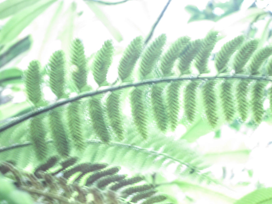 I Photographed Thailand With A £5 Camera I Photographed Thailand With A £5 Camera