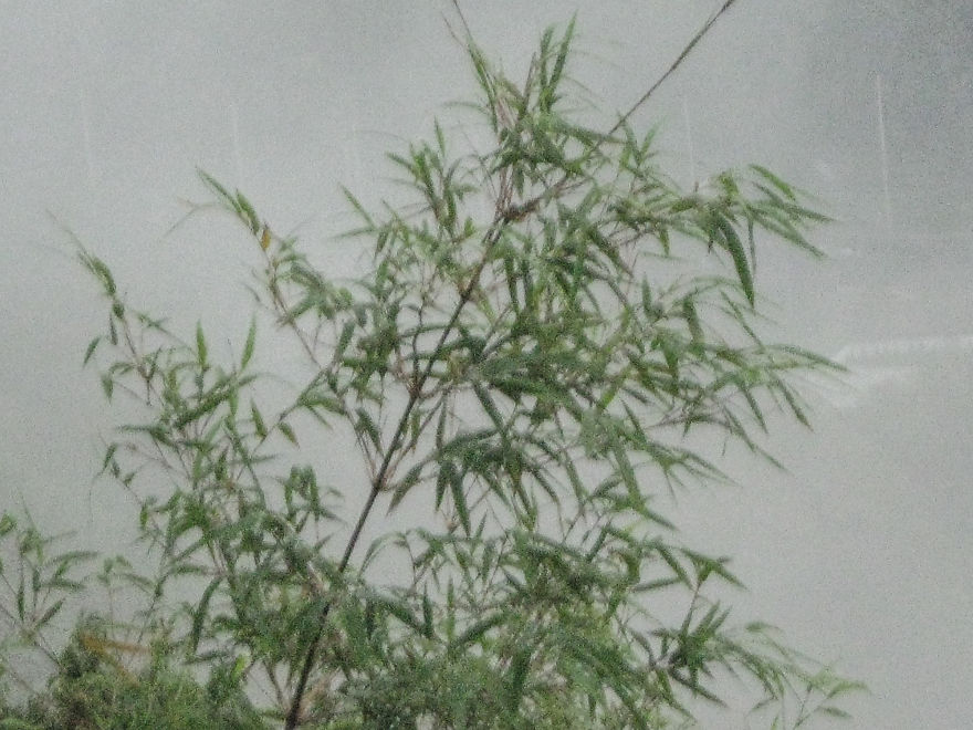 I Photographed Thailand With A £5 Camera I Photographed Thailand With A £5 Camera