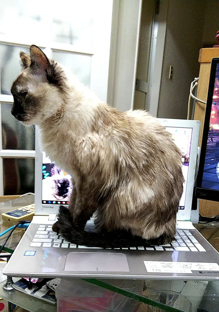 Japanese Man Creates Anti-Cat Keyboard Protection, Tests It On His Cat Japanese Man Creates Anti-Cat Keyboard Protection, Tests It On His Cat