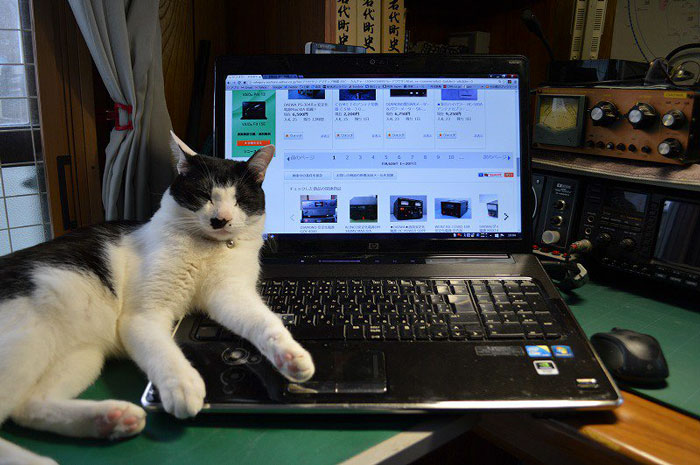 Japanese Man Creates Anti-Cat Keyboard Protection, Tests It On His Cat Japanese Man Creates Anti-Cat Keyboard Protection, Tests It On His Cat