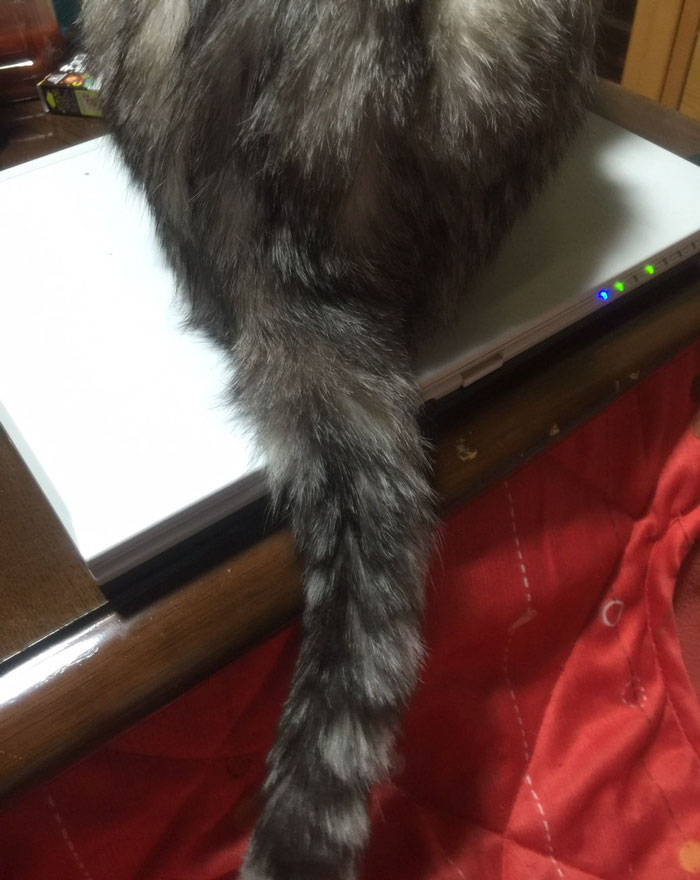 Japanese Man Creates Anti-Cat Keyboard Protection, Tests It On His Cat Japanese Man Creates Anti-Cat Keyboard Protection, Tests It On His Cat