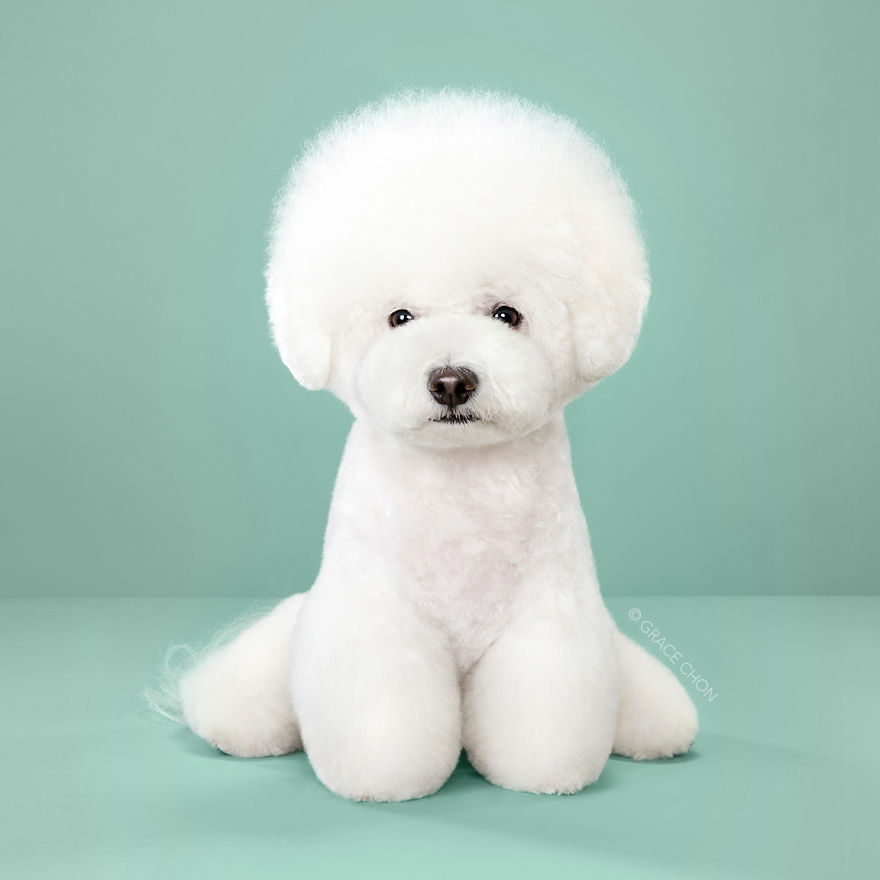 7 Dogs Before And After Japanese Grooming (New Pics) 7 Dogs Before And After Japanese Grooming (New Pics)