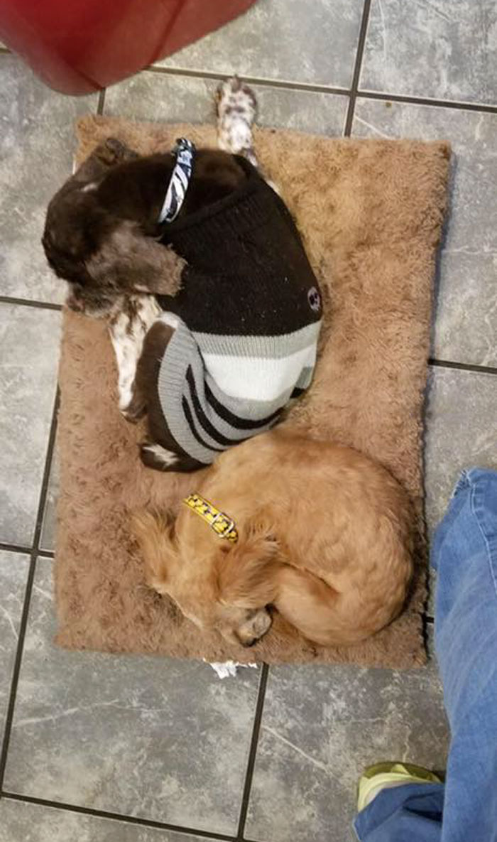 Abandoned Dog Gets The Transformation Of A Lifetime When 6 Pounds Of Mats Are Removed Abandoned Dog Gets The Transformation Of A Lifetime When 6 Pounds Of Mats Are Removed