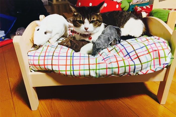 Japanese Cat Owners Turn IKEA Doll Beds Into Adorable Cat Beds Japanese Cat Owners Turn IKEA Doll Beds Into Adorable Cat Beds