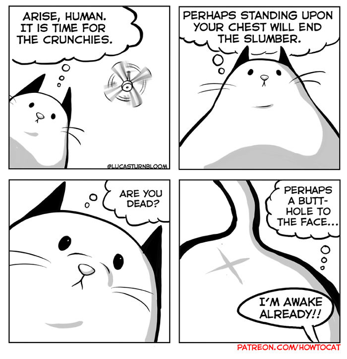 My Wife Insisted That I Put These Comics On The Internet &ndash; They&rsquo;re About A Cat We Rescued (45 New Pics)