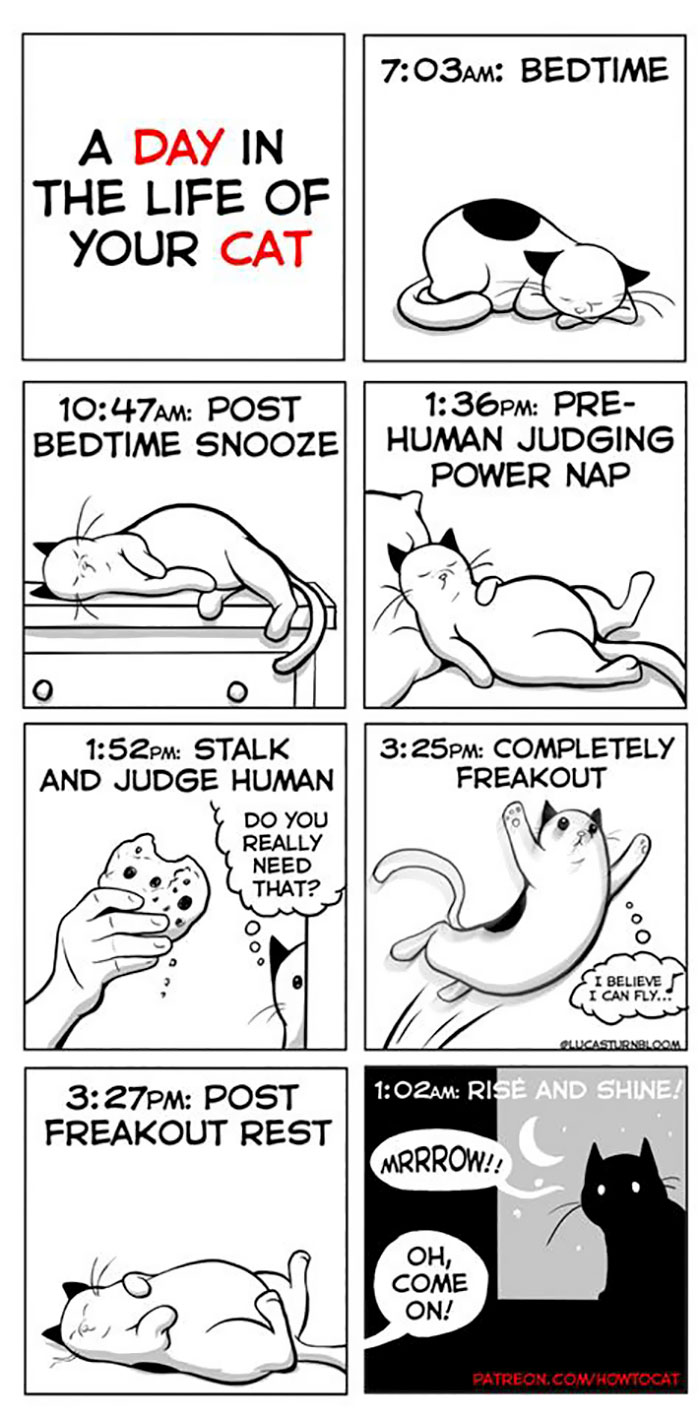 My Wife Insisted That I Put These Comics On The Internet &ndash; They&rsquo;re About A Cat We Rescued (45 New Pics)