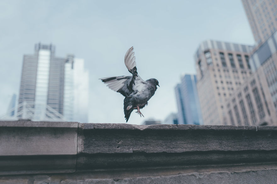 My Week In Chicago My Week In Chicago