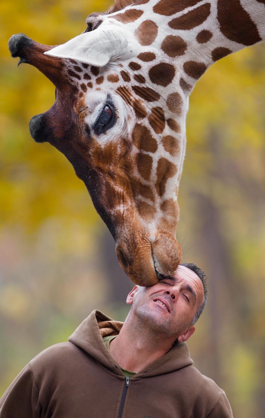 A Special Bond Between The Zookeeper And Giraffes A Special Bond Between The Zookeeper And Giraffes