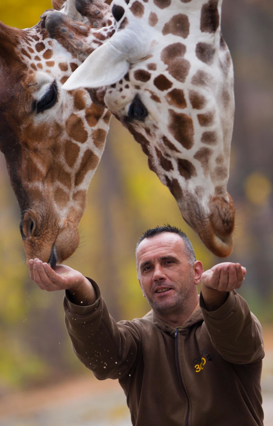 A Special Bond Between The Zookeeper And Giraffes A Special Bond Between The Zookeeper And Giraffes