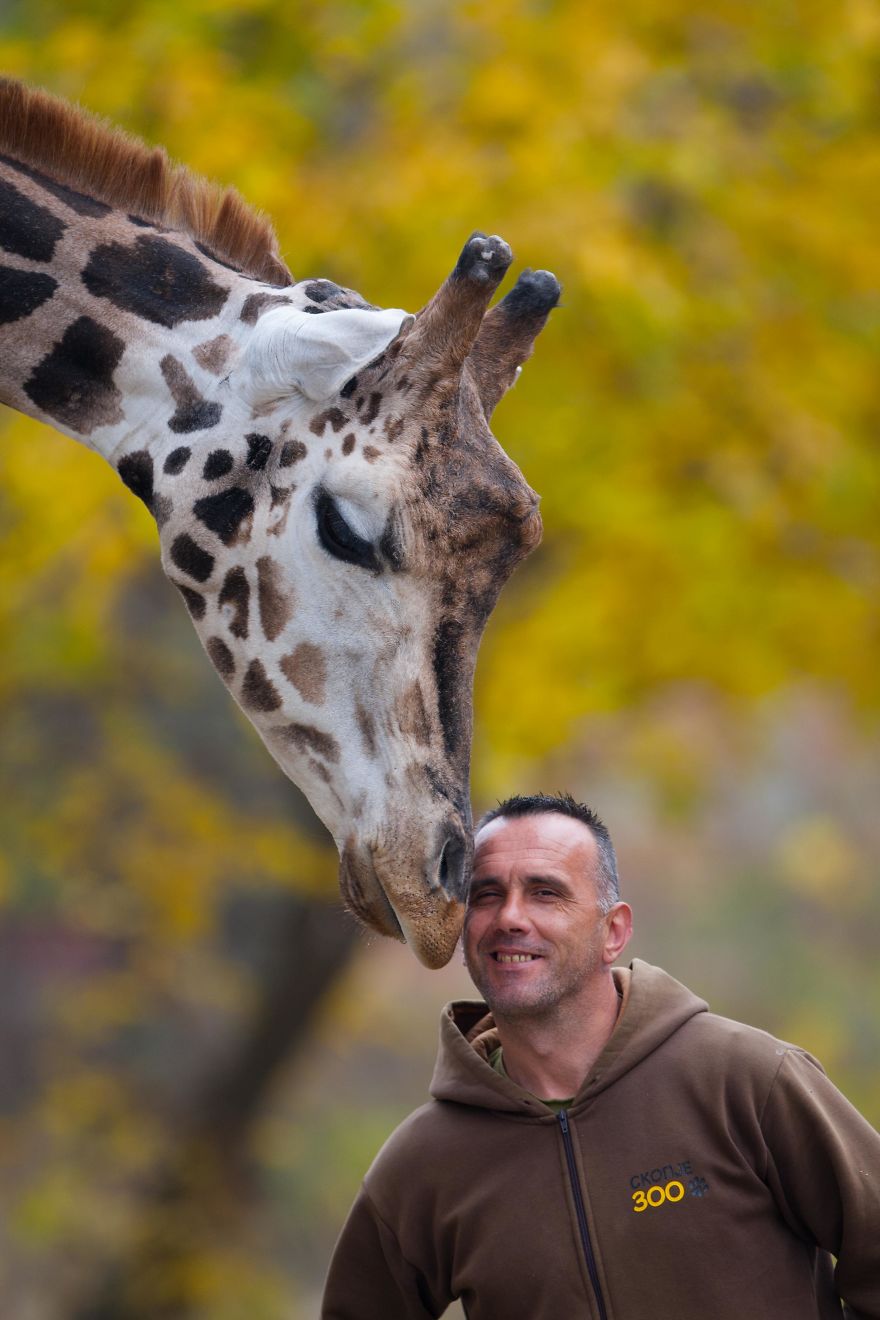 A Special Bond Between The Zookeeper And Giraffes A Special Bond Between The Zookeeper And Giraffes