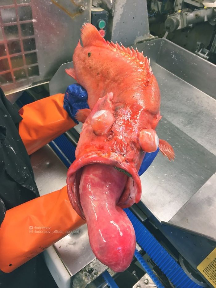 Russian Fisherman Posts Terrifying Creatures Of The Deep Sea, And People Want Him To Stop (New Pics) Russian Fisherman Posts Terrifying Creatures Of The Deep Sea, And People Want Him To Stop (New Pics)