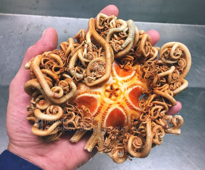 Russian Fisherman Posts Terrifying Creatures Of The Deep Sea, And People Want Him To Stop (New Pics) Russian Fisherman Posts Terrifying Creatures Of The Deep Sea, And People Want Him To Stop (New Pics)